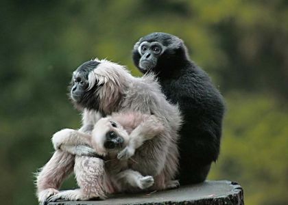 Admirez les singes au parc de Branféré dans le Morbihan