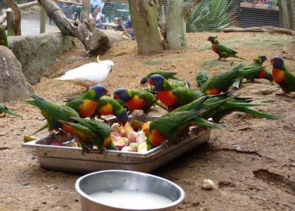 C'est l'heure de manger pour les oiseaux à Tropical Parc en Bretagne Sud